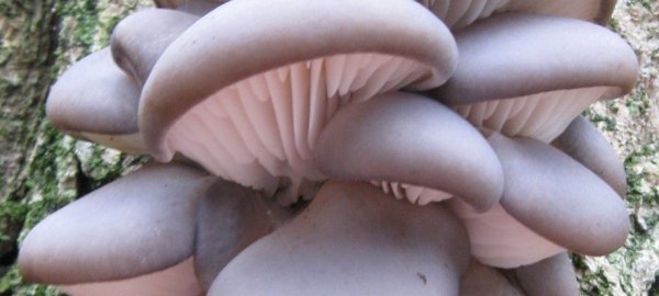 hliva-ustricna-pleorotus-ostreatus-houba-rust-kmen-drevo-www-jiskra-benesov-cz.jpg