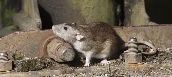 invaze-potkanu-bude-muset-byt-v-benesove-zastavena-1444221142.jpg