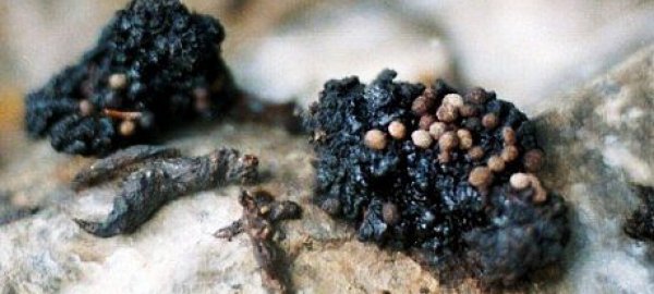 mumio-hornina-anorganicky-mineral-www-jiskra-benesov-cz.jpg