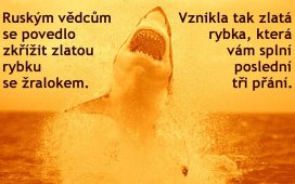 nova-zlata-rybka-1394280324.jpg