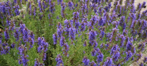 yzop-lekarsky-hyssopus-officinalis-1383043754.jpg